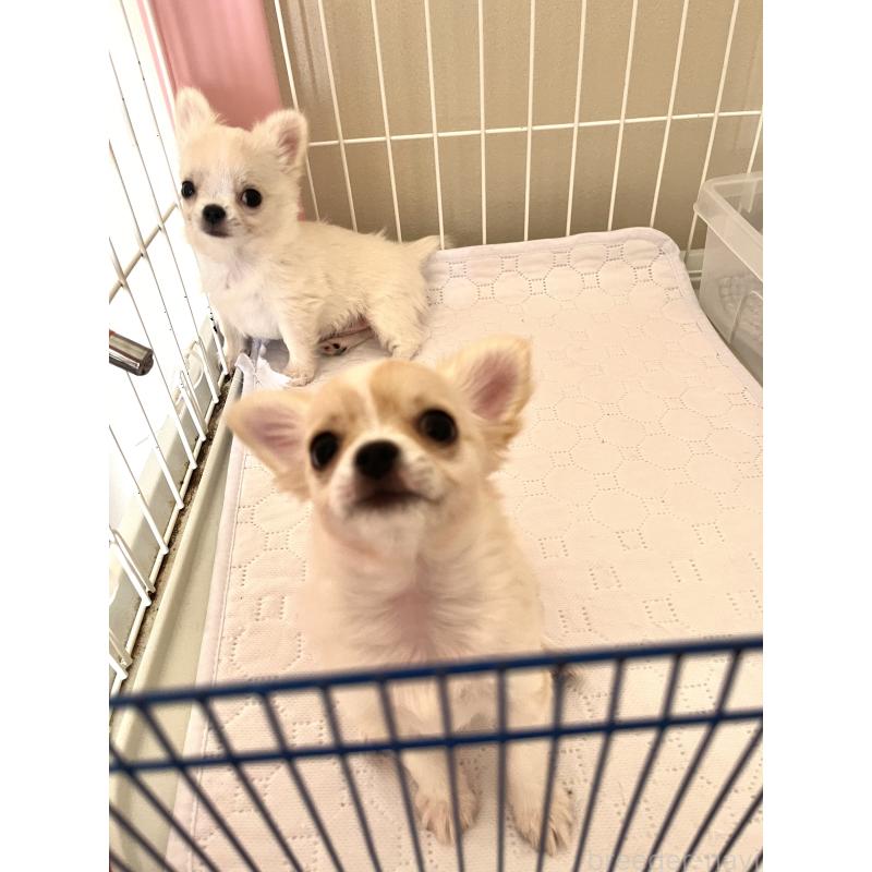 成約済の愛知県のチワワ(ロングコート)-445977の5枚目