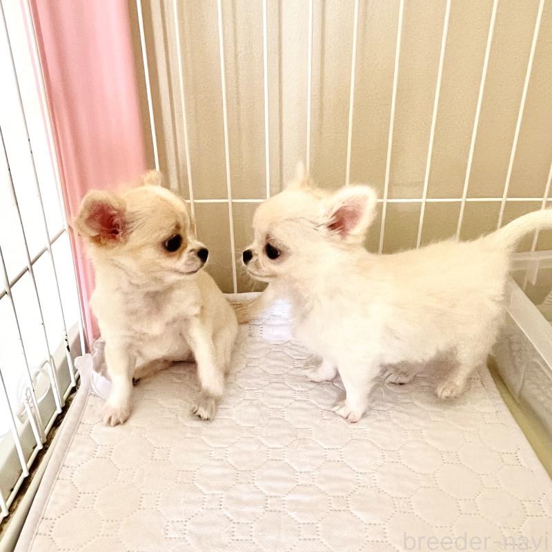 成約済の愛知県のチワワ(ロングコート)-445975の2枚目