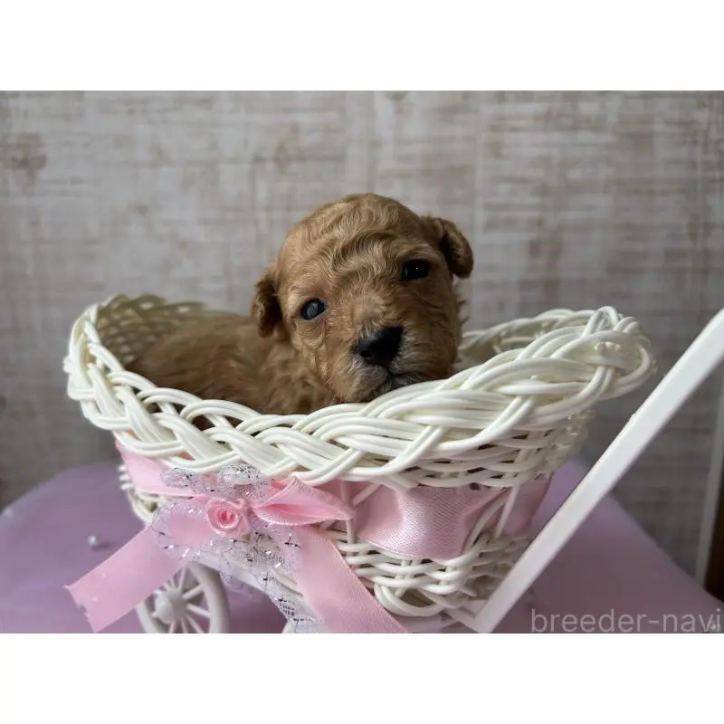 販売中の広島県のトイプードル-451650の5枚目