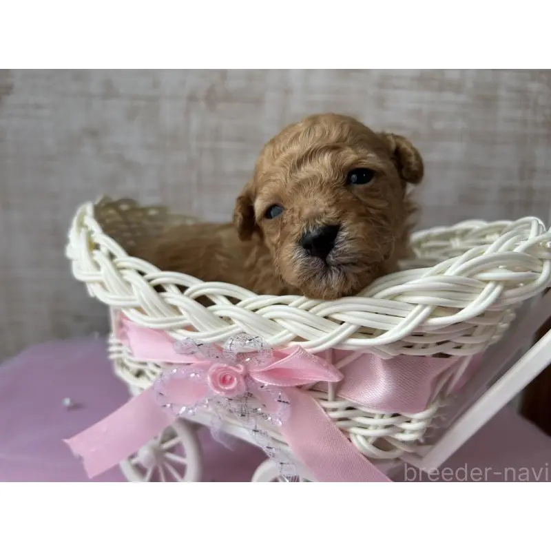 販売中の広島県のトイプードル-451650の4枚目