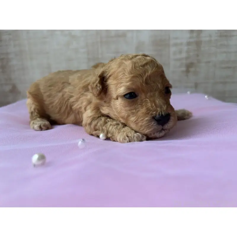 販売中の広島県のトイプードル-451650の3枚目