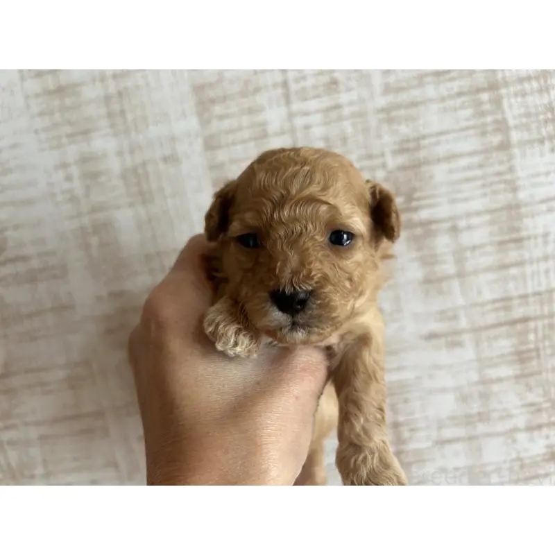 販売中の広島県のトイプードル-451650の2枚目