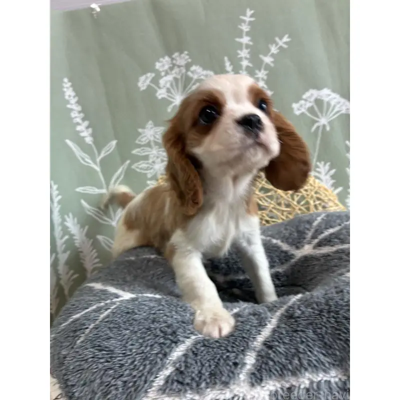 販売中の山形県のキャバリアキングチャールズスパニエル-451652の4枚目