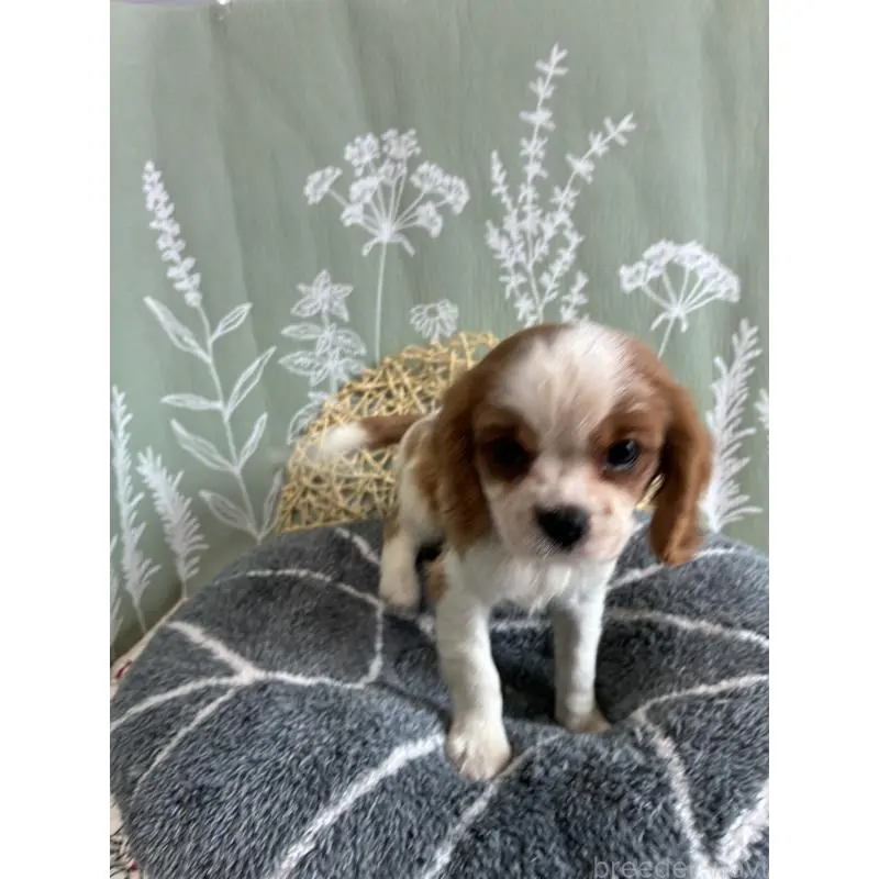 販売中の山形県のキャバリアキングチャールズスパニエル-451652の3枚目