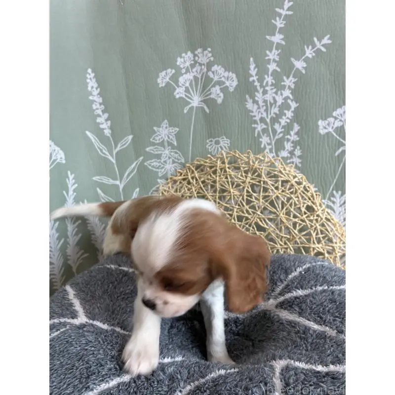 販売中の山形県のキャバリアキングチャールズスパニエル-451652の2枚目