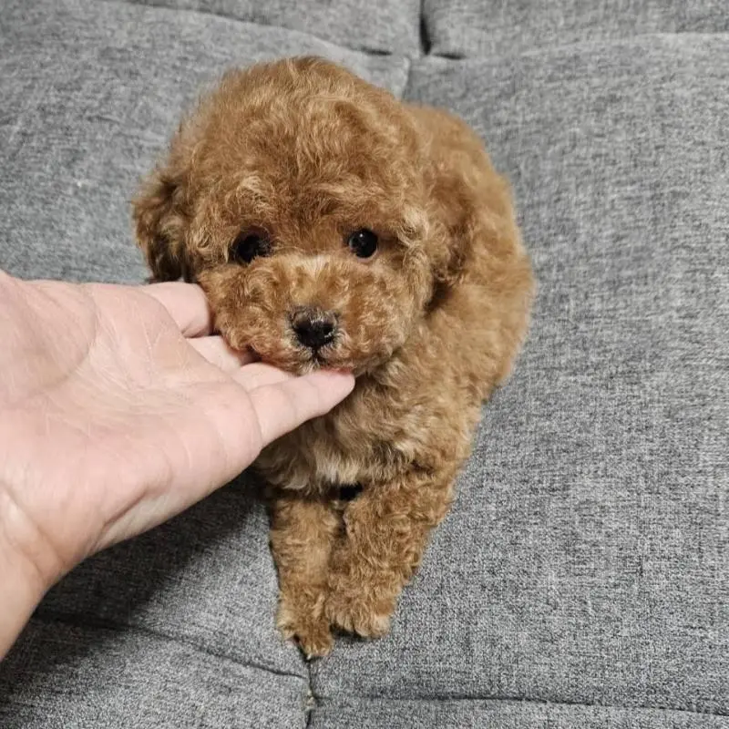 販売中の宮城県のタイニープードル-451651の7枚目
