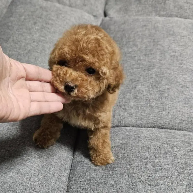 販売中の宮城県のタイニープードル-451651の6枚目