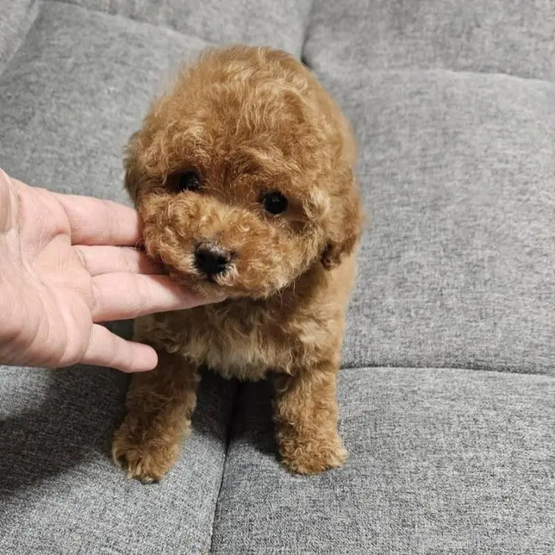 販売中の宮城県のタイニープードル-451651の5枚目