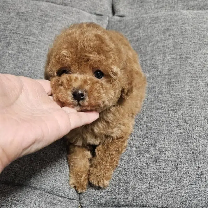 販売中の宮城県のタイニープードル-451651の4枚目