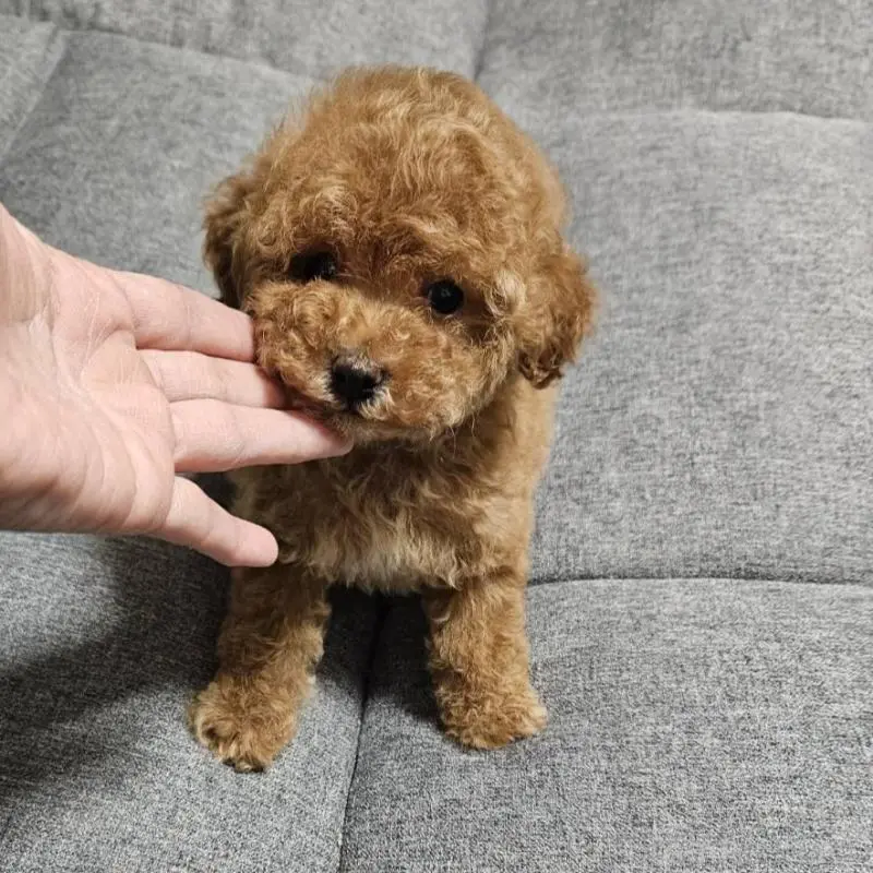 販売中の宮城県のタイニープードル-451651の3枚目