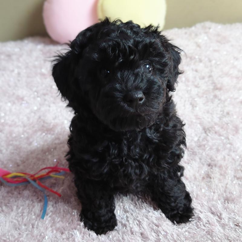 販売中の埼玉県のタイニープードル-447169の5枚目