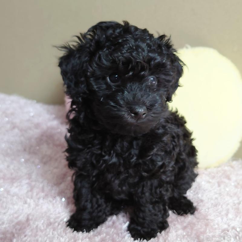 販売中の埼玉県のタイニープードル-447169