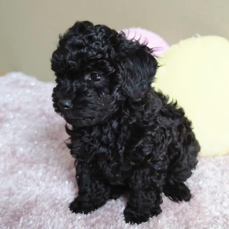 販売中の埼玉県のタイニープードル-447169の3枚目