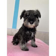 ♀︎ミニチュアシュナウザー