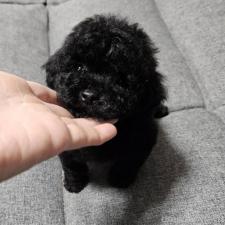 ♀︎タイニープードル