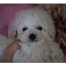 オンライン見学