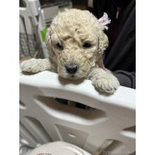 ♀︎ラブラドゥードル:ラブラドールレトリーバー×プードル