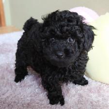 ♀︎タイニープードル