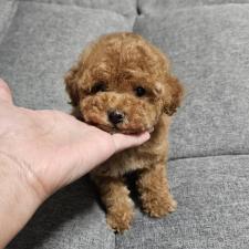 ♀︎タイニープードル