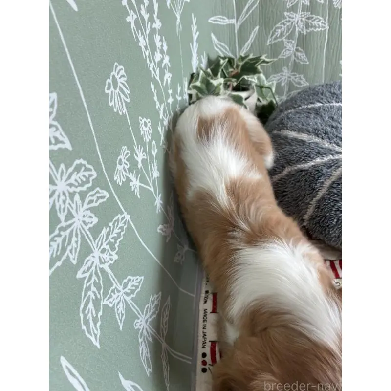 販売中の山形県のキャバリアキングチャールズスパニエル-451654の5枚目