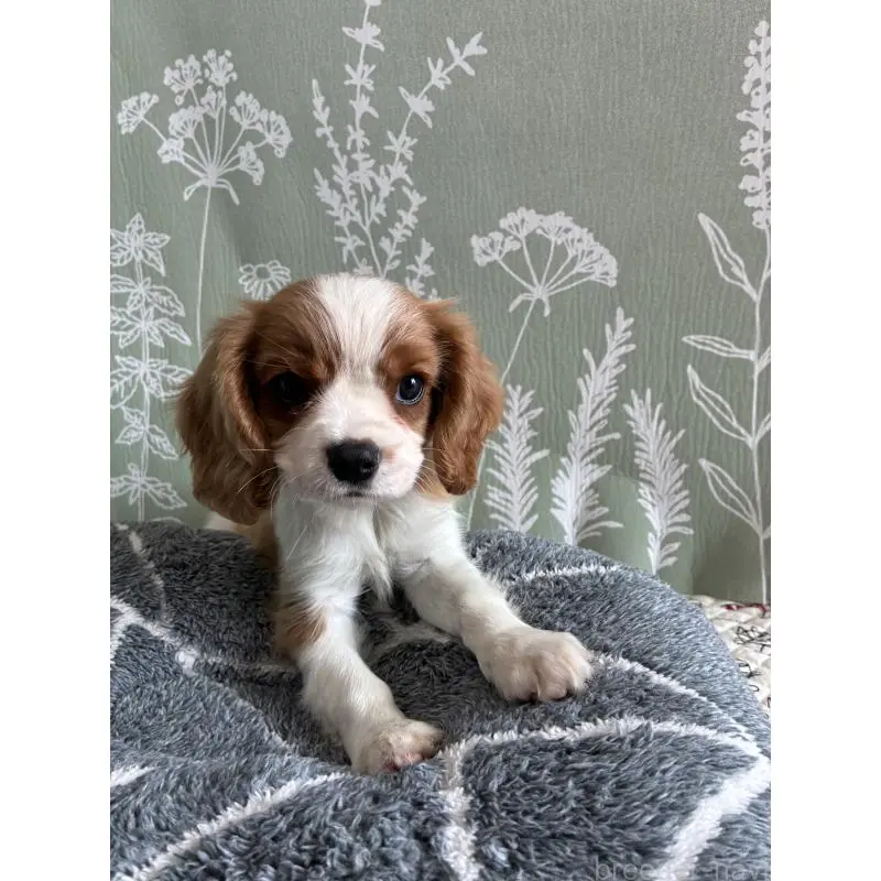 販売中の山形県のキャバリアキングチャールズスパニエル-451654の4枚目