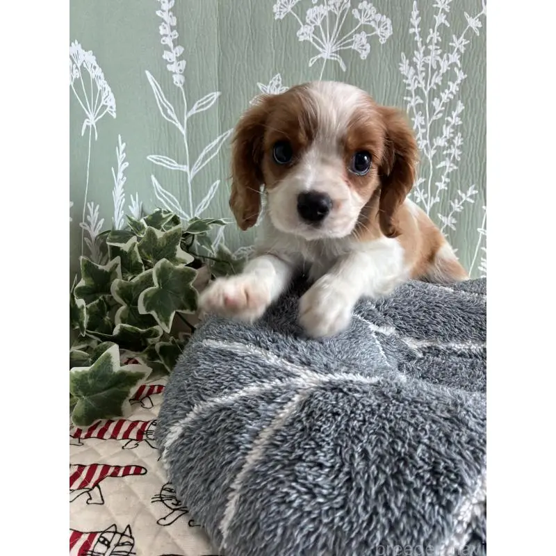 販売中の山形県のキャバリアキングチャールズスパニエル-451654の3枚目