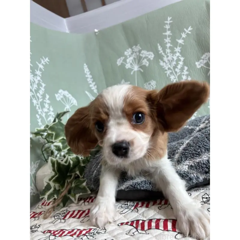販売中の山形県のキャバリアキングチャールズスパニエル-451654の2枚目