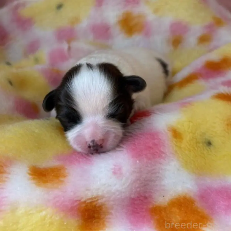 販売中の愛知県のパピヨン-451653