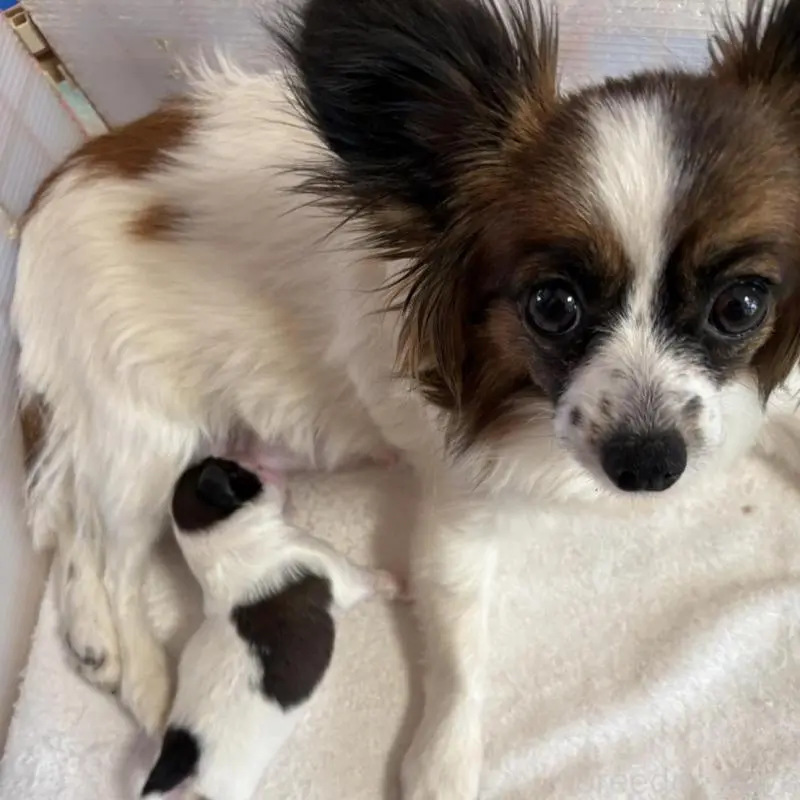 販売中の愛知県のパピヨン-451653の3枚目