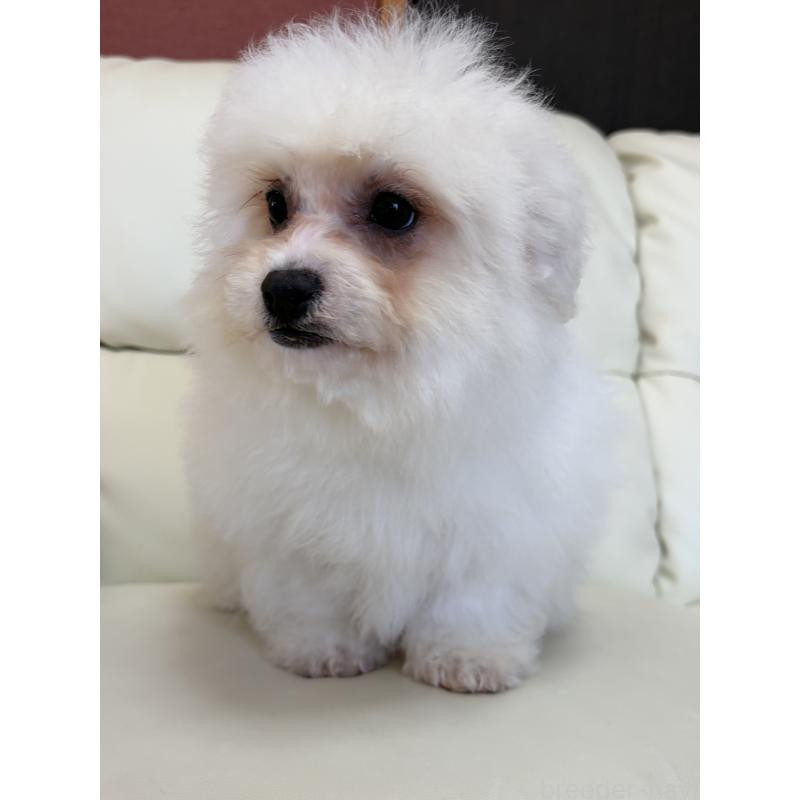 販売中の滋賀県のビションフリーゼ-434578の3枚目