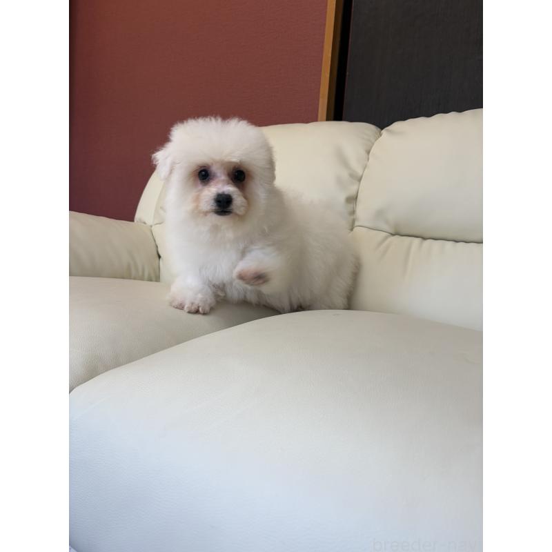 販売中の滋賀県のビションフリーゼ-434578の2枚目