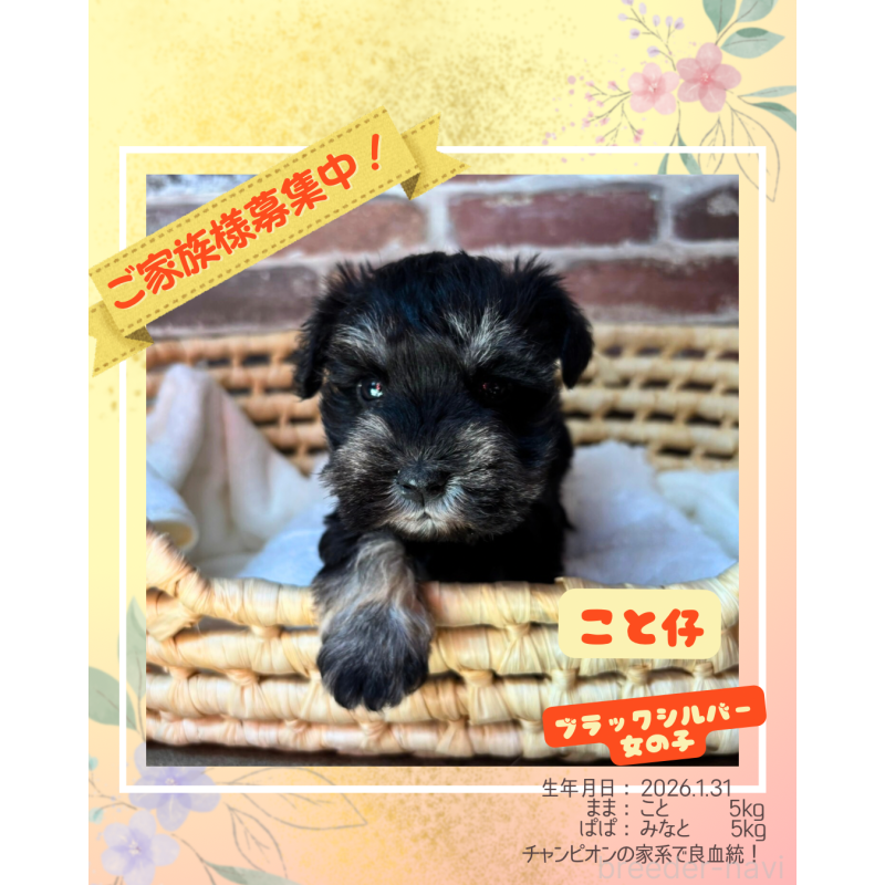 販売中の大阪府のミニチュアシュナウザー-449482