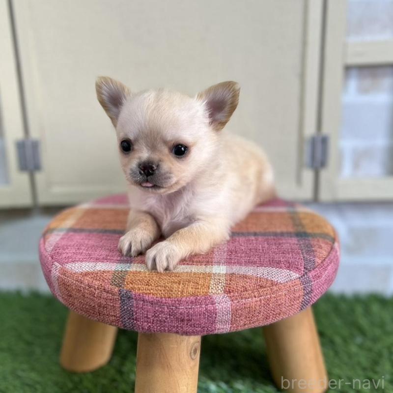 販売中の北海道のチワワ(ロングコート)-451655の8枚目