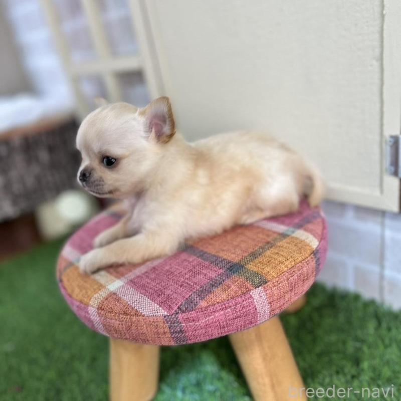 販売中の北海道のチワワ(ロングコート)-451655の7枚目