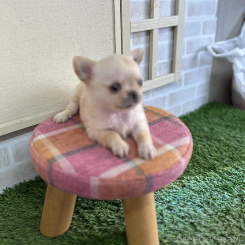 販売中の北海道のチワワ(ロングコート)-451655の6枚目