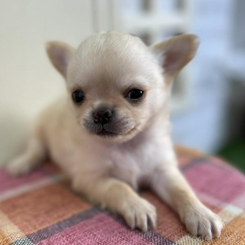 販売中の北海道のチワワ(ロングコート)-451655の5枚目