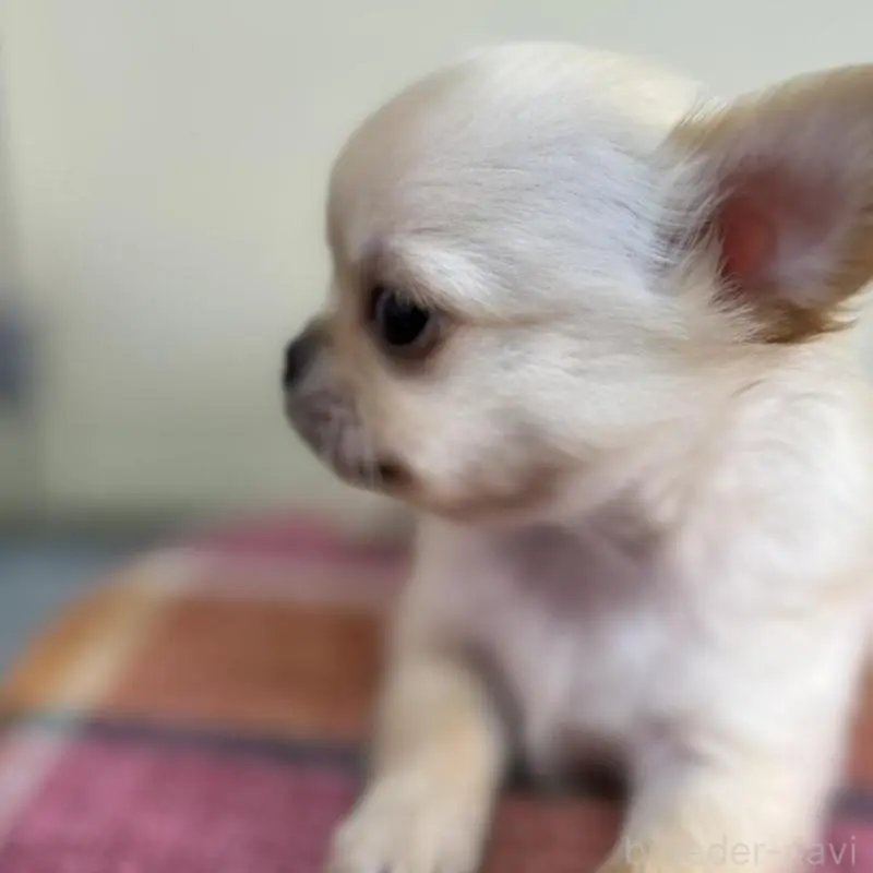 販売中の北海道のチワワ(ロングコート)-451655の4枚目