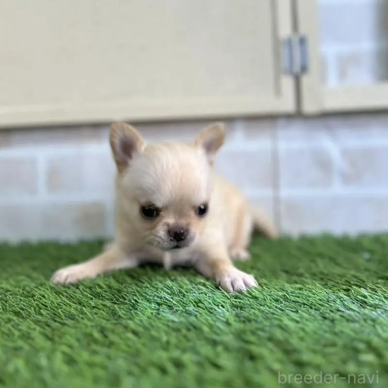 販売中の北海道のチワワ(ロングコート)-451655の3枚目