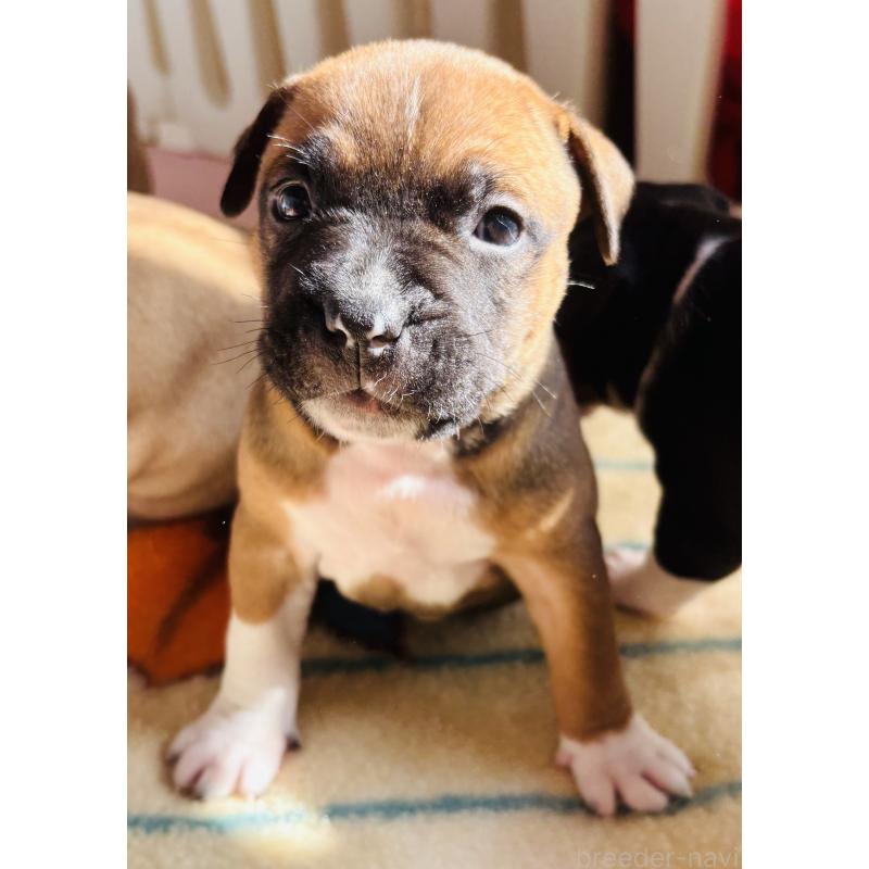 販売中の神奈川県のアメリカンピットブルテリア-445370