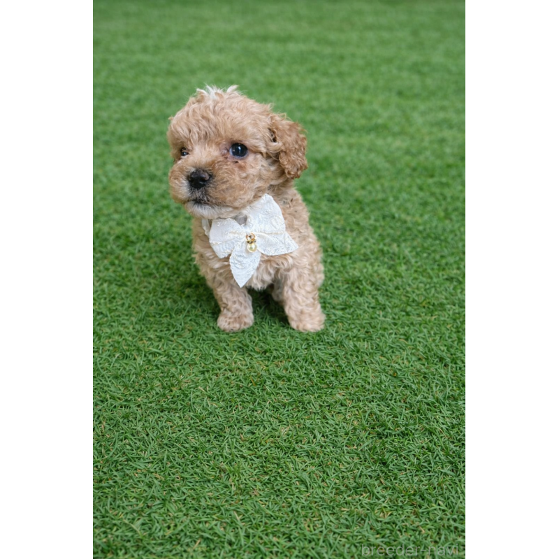 販売中の千葉県のマルプー:マルチーズ×トイプードル-451656の5枚目