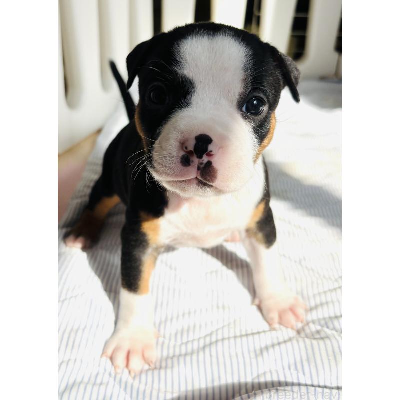 販売中の神奈川県のアメリカンピットブルテリア-445374