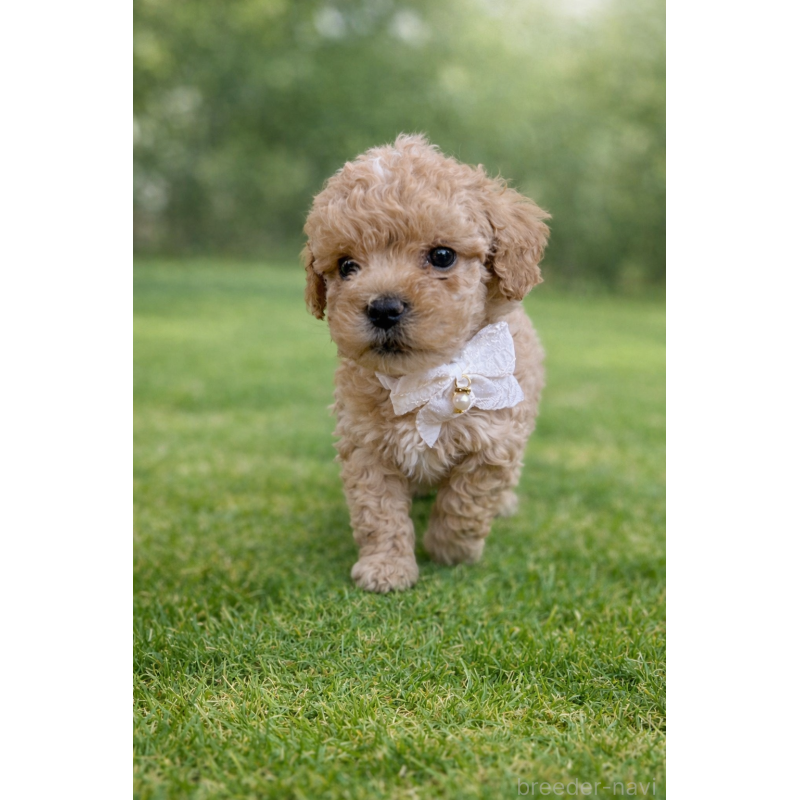 販売中の千葉県のマルプー:マルチーズ×トイプードル-451656の4枚目