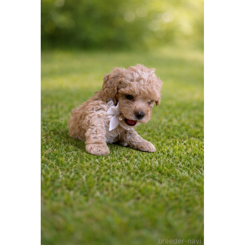 販売中の千葉県のマルプー:マルチーズ×トイプードル-451656の3枚目