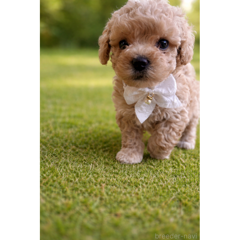 販売中の千葉県のマルプー:マルチーズ×トイプードル-451656の2枚目