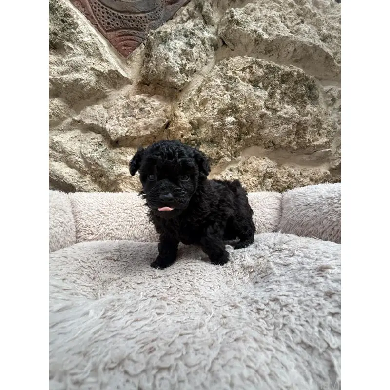 販売中の沖縄県のトイプードル-451615の2枚目