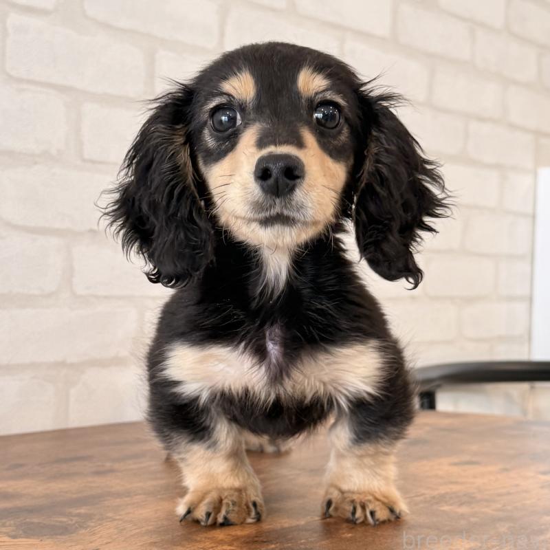 販売中の大阪府のミニチュアダックスフンド(ロングヘアード)-439919