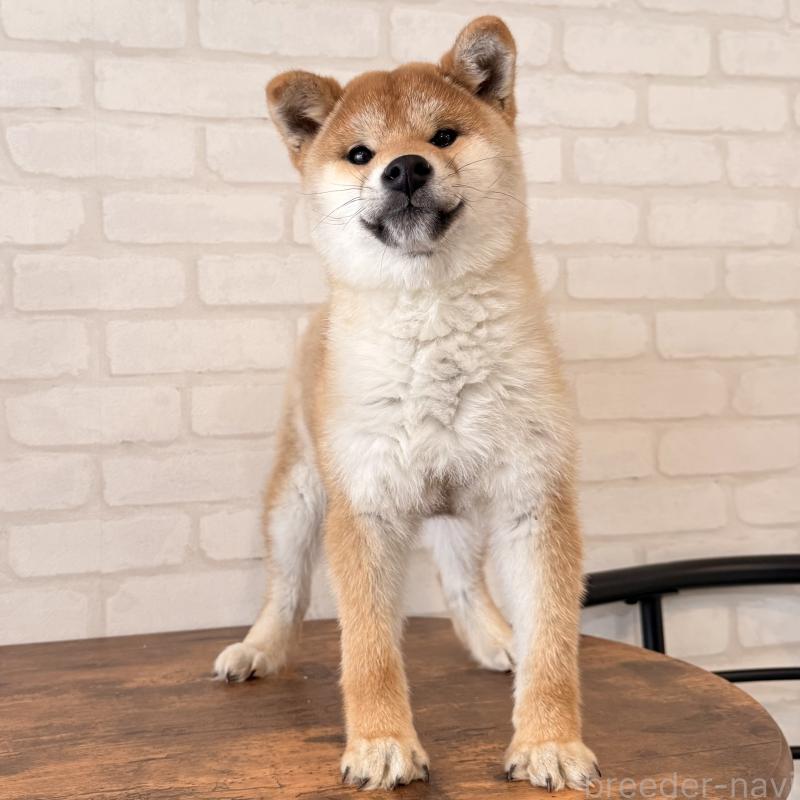 販売中の大阪府の柴犬-430995