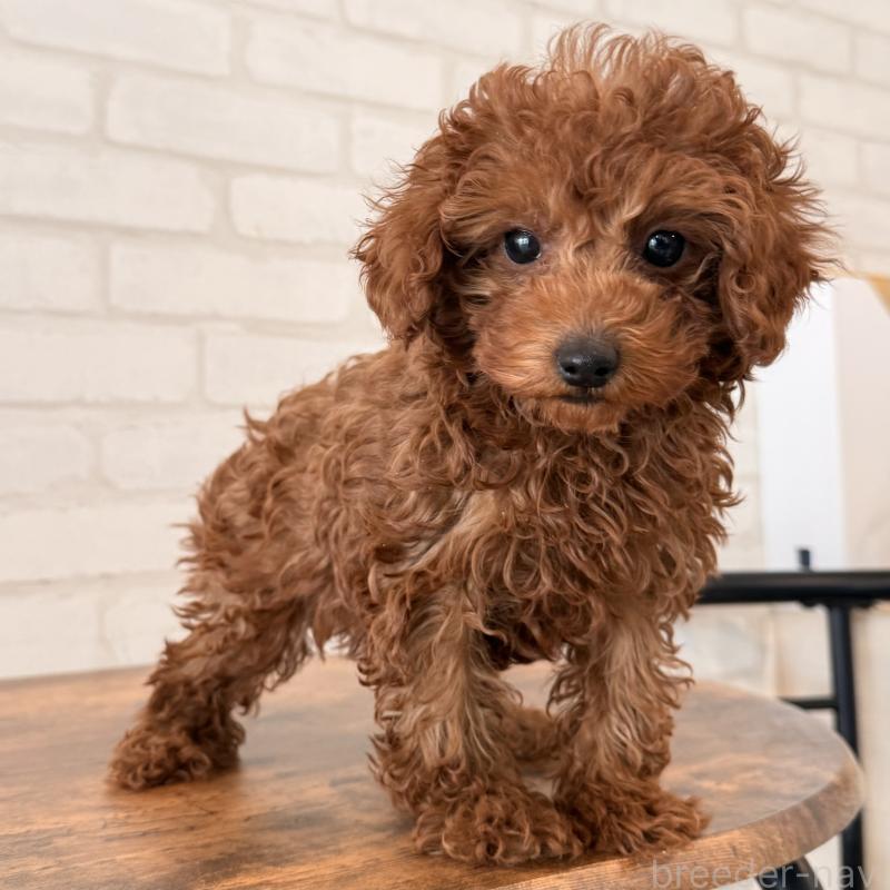 成約済の大阪府のトイプードル-445442の11枚目