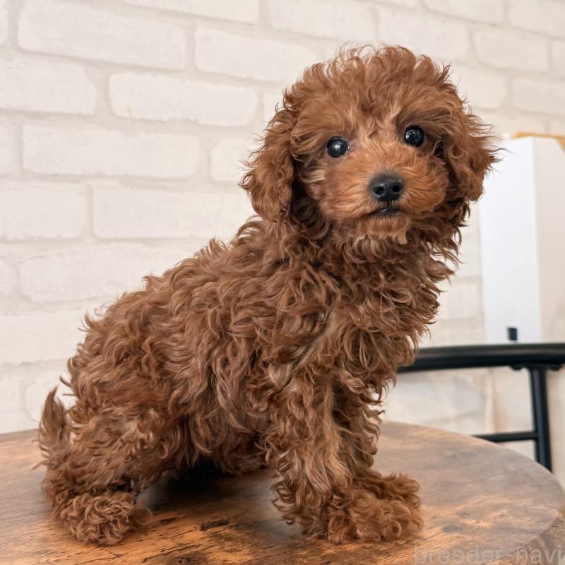 成約済の大阪府のトイプードル-445442の10枚目