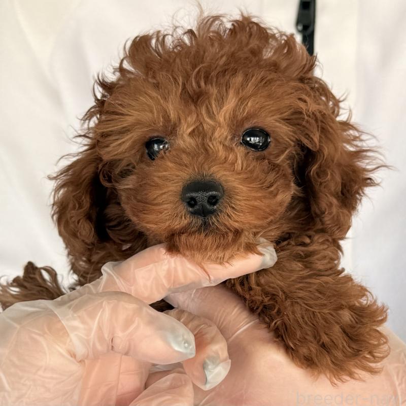 成約済の大阪府のトイプードル-445442の9枚目